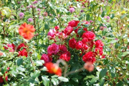 Gartenratgeber Sommerlicher Geschenktipp Bluhende Rosen Fur Den