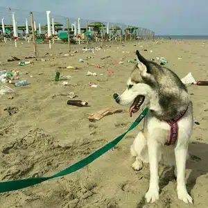 Aus hygienischen Gründen dürfen Hunde nicht an den Strand