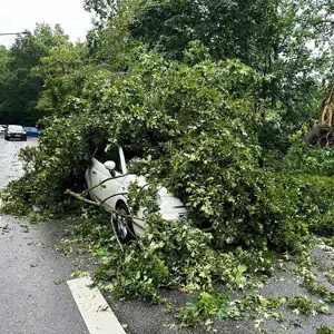 FW Norderstedt: Baum trifft PKW Hummelsbütteler Steindamm