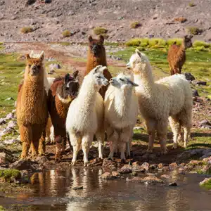 Tag der Alpakas in Peru - Día Nacional del Alpaca