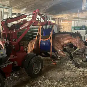 Tierrettung Päpinghausen - Feuerwehr hilft bei Pferderettung