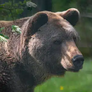 Trauer im VIER PFOTEN BÄRENWALD Müritz