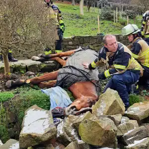 Tier in Notlage - Feuerwehr hilft gestürztem Pferd wieder auf die Beine