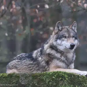 Europäischer Wolf Gunther gestorben im Wildpark Alte Fasanerie