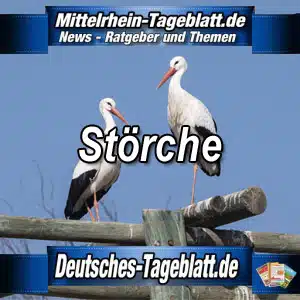 Mittelrhein-Tageblatt-Deutsches-Tageblatt-Störche-Storch-Tier-Tiere-Tierschutz-NABU-Umwelt-Umweltschutz- Natur-Naturschutz