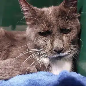 Tierquälerei Hamburg Fahndungsaufruf Kater Grisu gequält und ausgesetzt