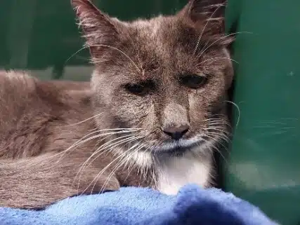 Tierquälerei Hamburg Fahndungsaufruf Kater Grisu gequält und ausgesetzt