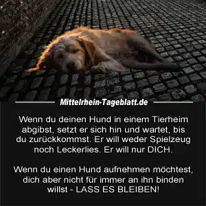 Wenn du einen Hund in einem Tierheim abgibst