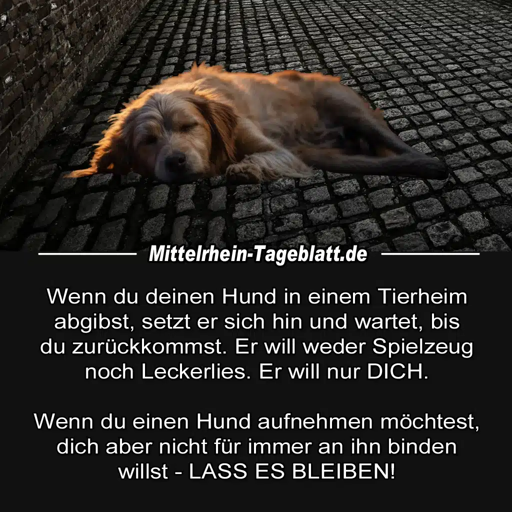 Wenn du einen Hund in einem Tierheim abgibst